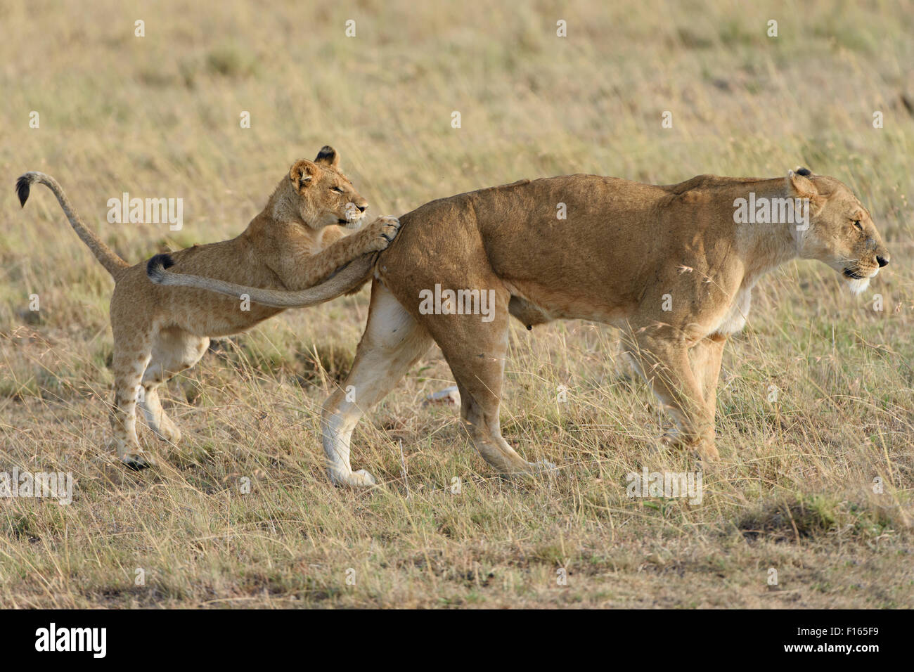 Lion (Panthera leo) cub playing with its mother, Maasai Mara National ...