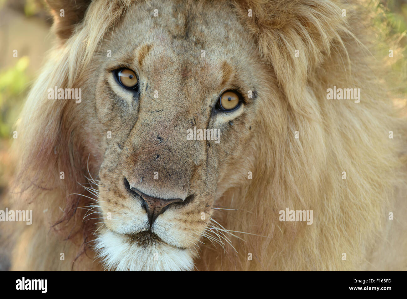 Portrait of a male lion (Panthera leo) in the early morning light ...
