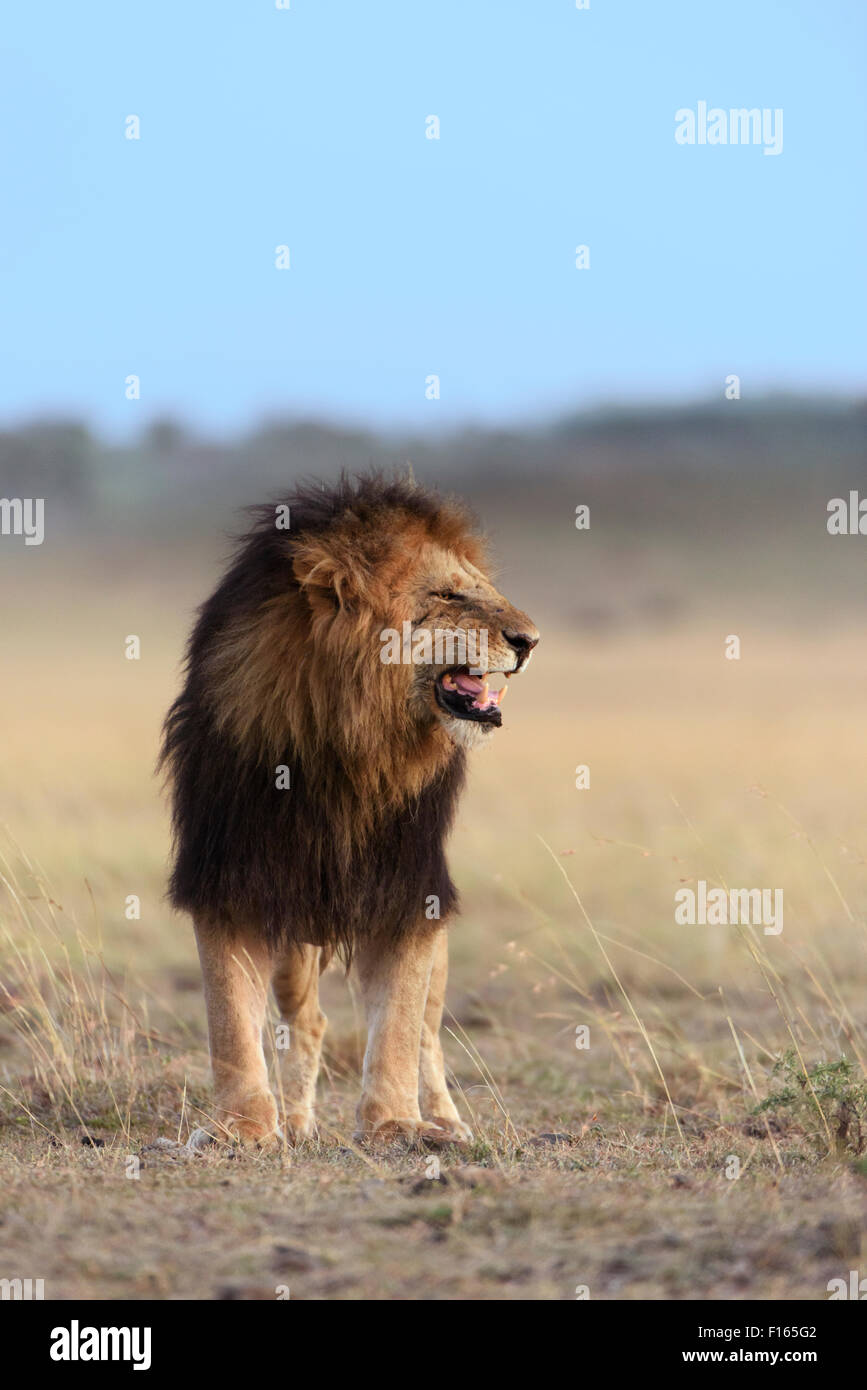 Male lion (Panthera leo) with a dark mane, black maned lion, Maasai Mara National Reserve, Narok County, Kenya Stock Photo