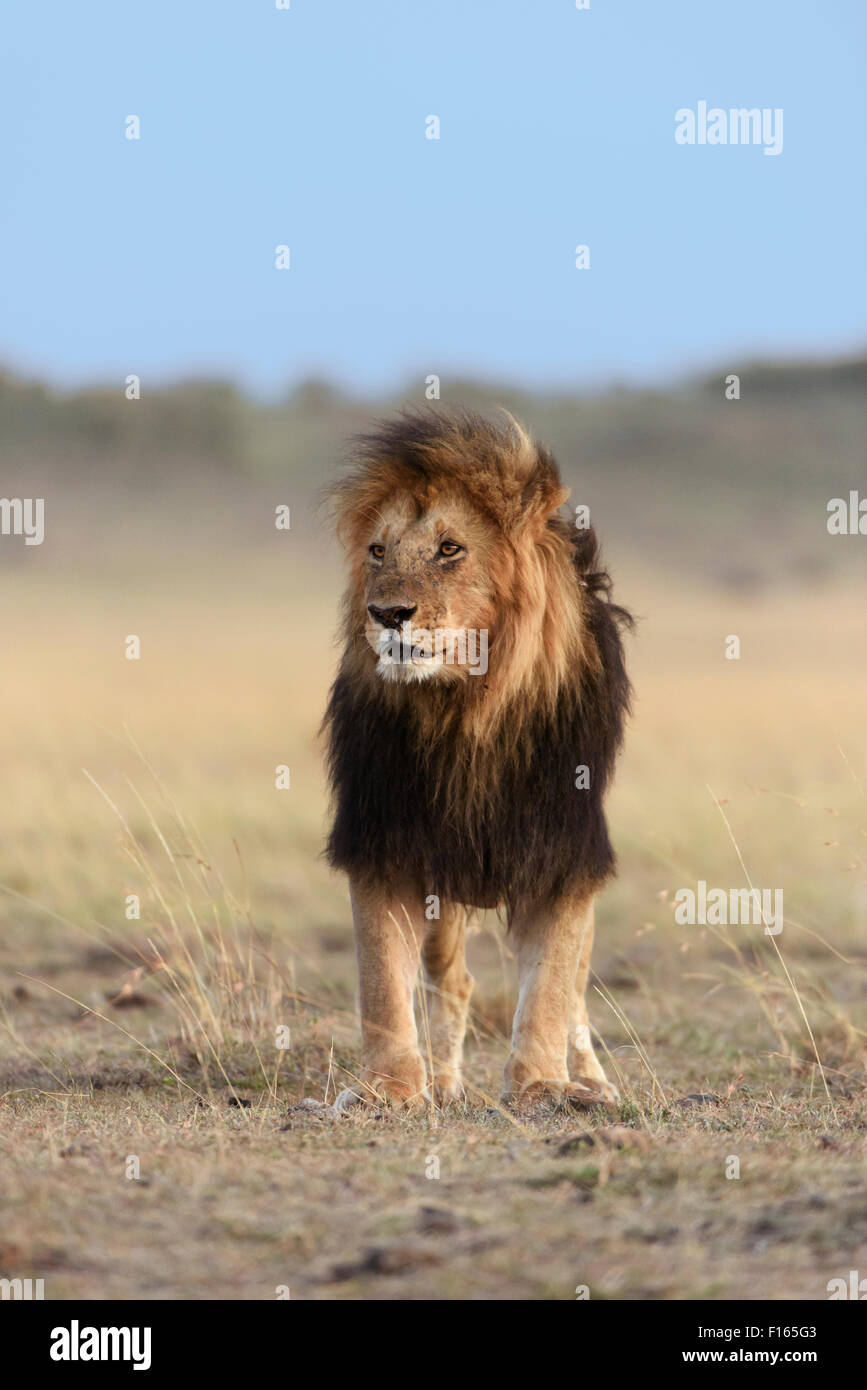 Male lion (Panthera leo) with a dark mane, black maned lion, Maasai Mara National Reserve, Narok County, Kenya Stock Photo