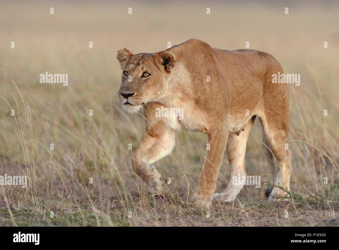 Lioness (Panthera leo) submissively approaching the male pack-leader, Maasai Mara National Reserve, Narok County, Kenya Stock Photo