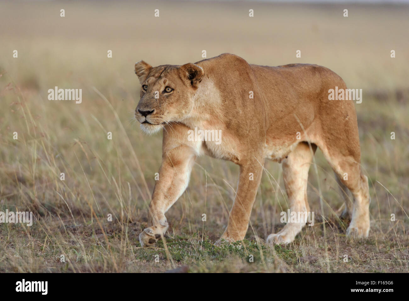Lioness (Panthera leo) submissively approaching the male pack-leader, Maasai Mara National Reserve, Narok County, Kenya Stock Photo