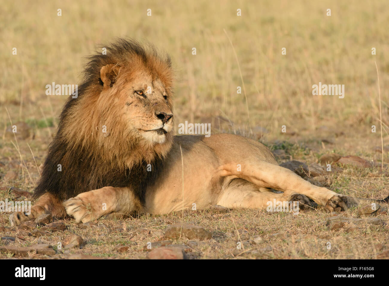 Male lion (Panthera leo) with a dark mane in the morning light, black maned lion, Maasai Mara National Reserve, Narok County Stock Photo