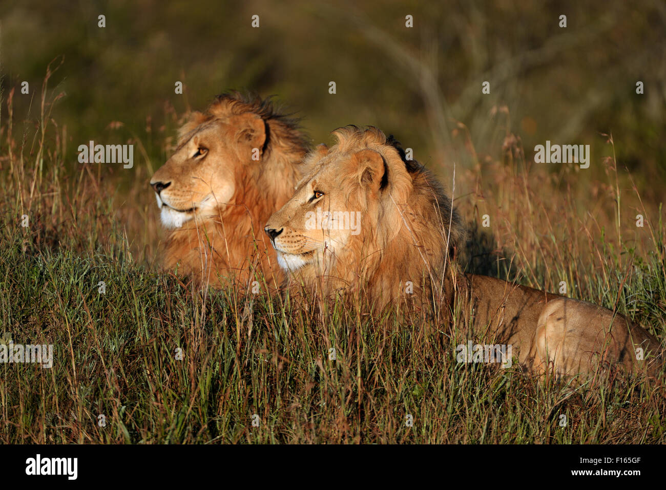 Two wet, male lions (Panthera leo) at sunrise, Maasai Mara National Reserve, Narok County, Kenya Stock Photo