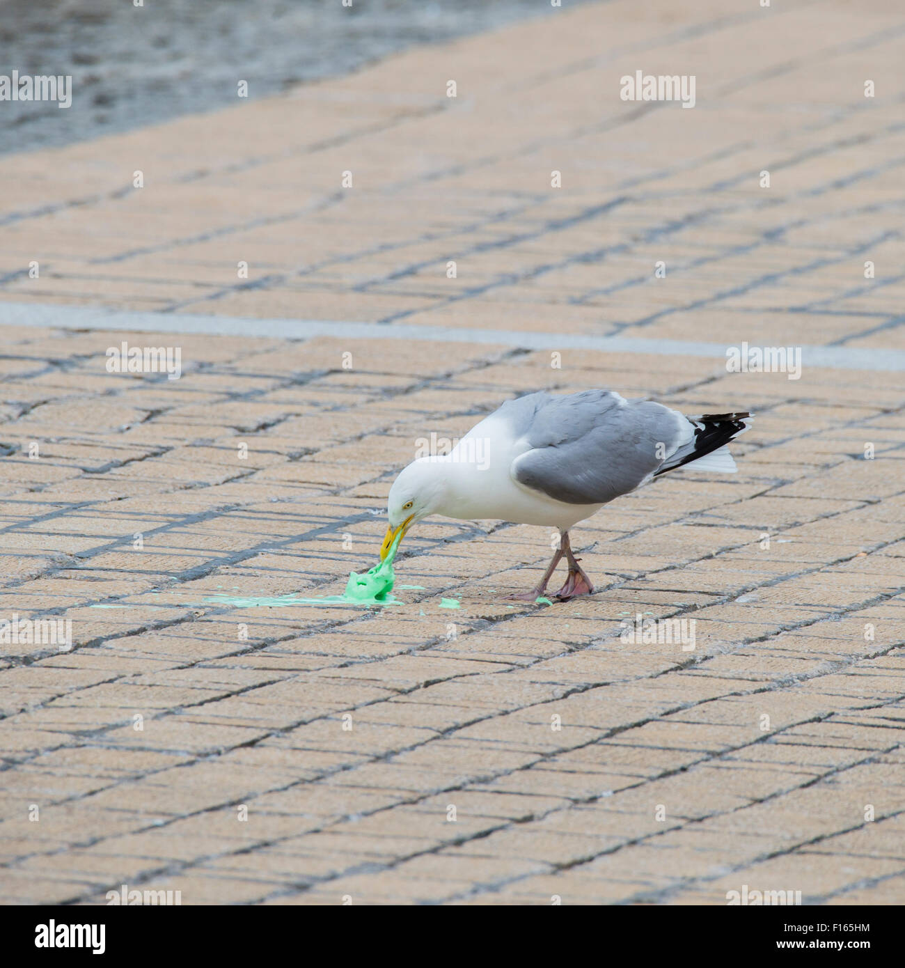 Seagull ice cream hires stock photography and images Alamy