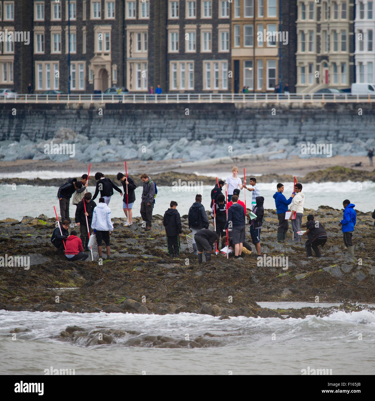 A group of young adult men teenage boys college or 6th form students  on an educational field trip studying the marine biology on the seashore rocks in Aberystwyth Wales UK Stock Photo