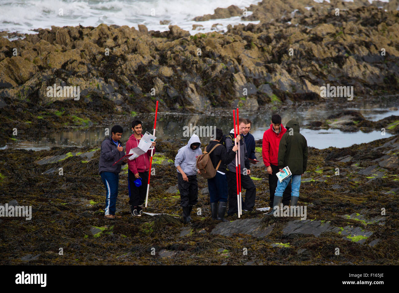 A group of young adult men teenage boys college or 6th form students  holding red and white marker poles on an educational field trip studying the marine biology on the seashore rocks in Aberystwyth Wales UK Stock Photo