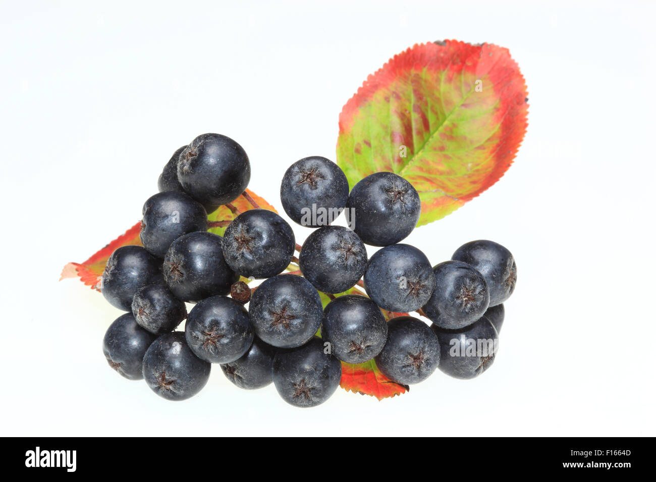 aronia berries, aronia, Aronia melanocarpa Stock Photo