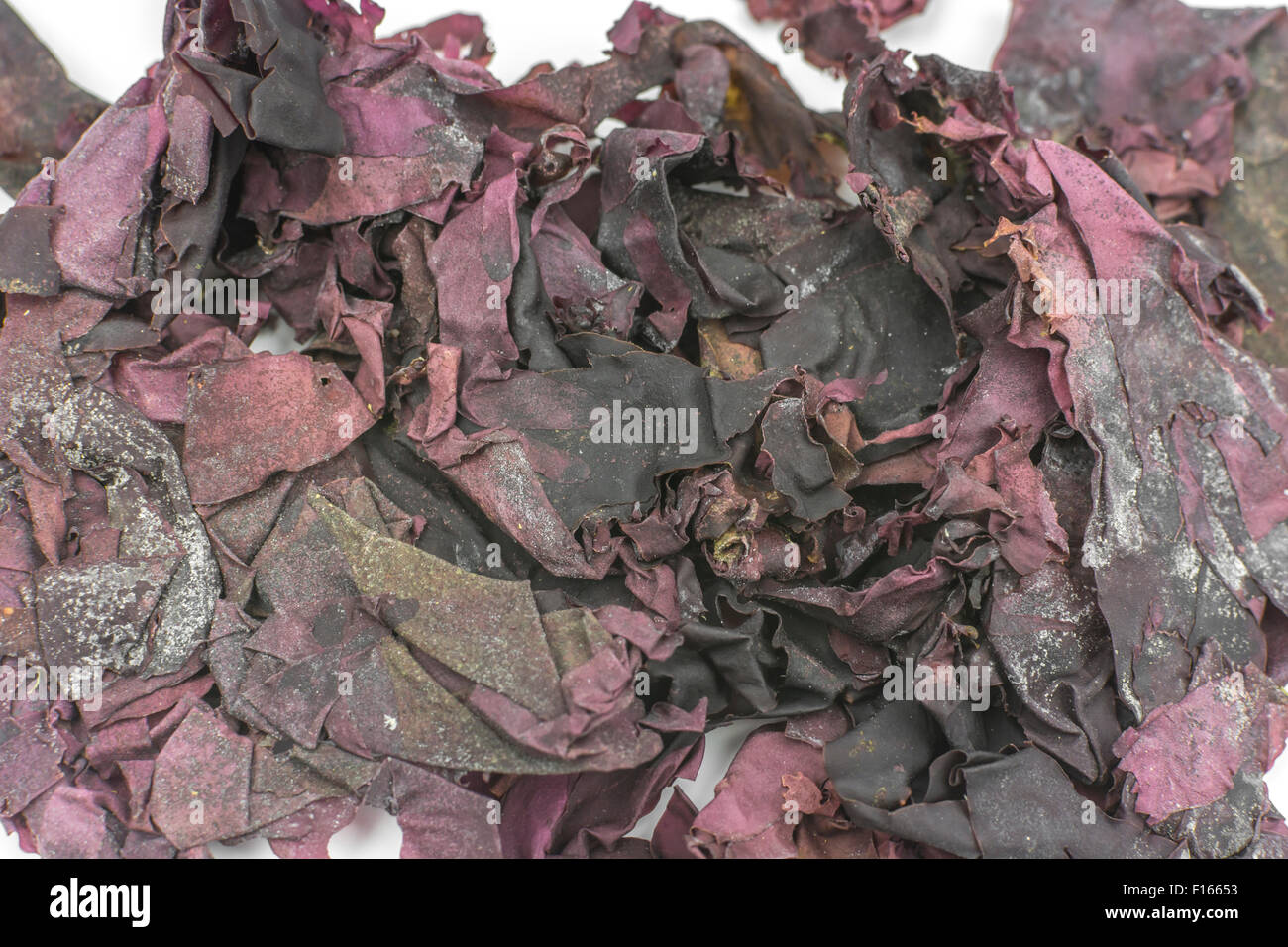 Dulse (Palmaria palmata), and edible seaweed. Seen here in its dried form, it is sometimes used as a dried snack. Stock Photo