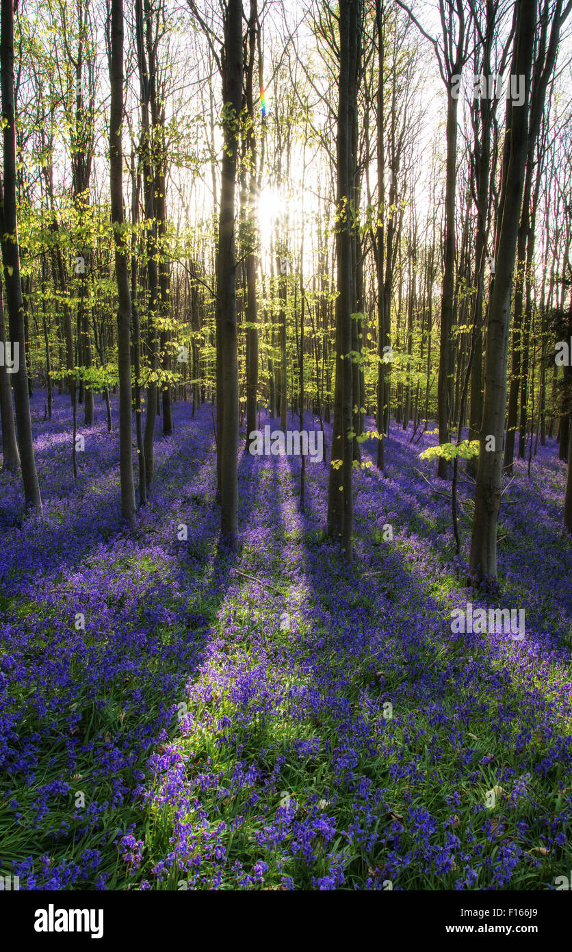 Beautiful morning in Spring bluebell forest Stock Photo