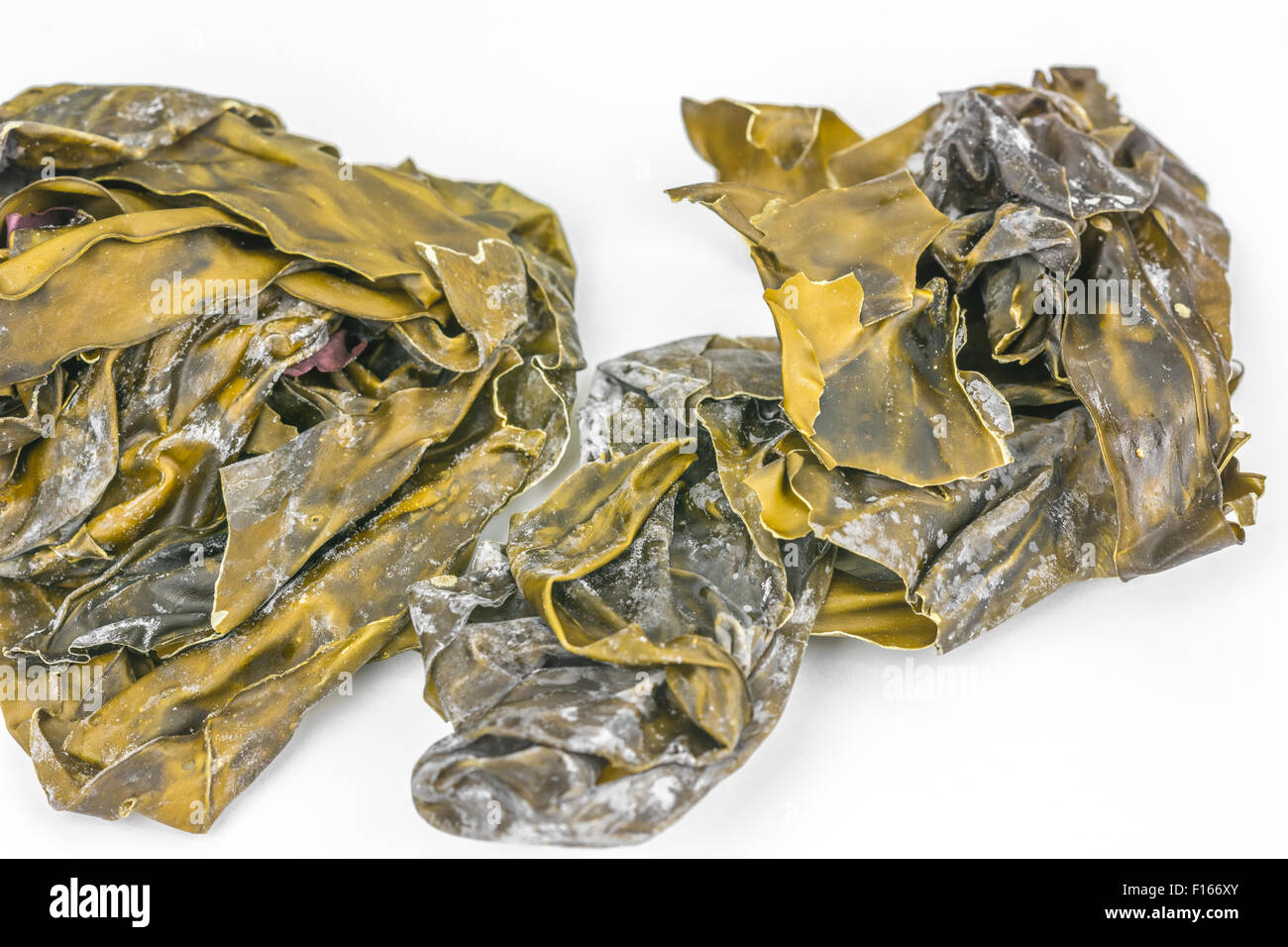 Kelp laminaria digitata hires stock photography and images Alamy