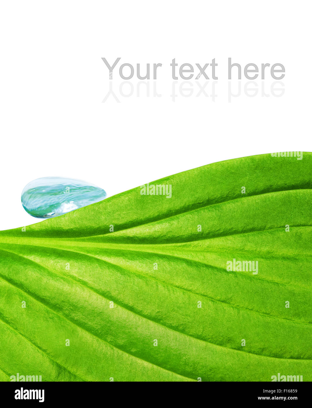 Green leaf texture with water drop Stock Photo - Alamy