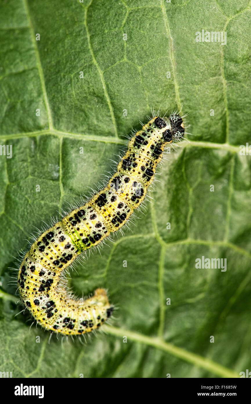 Caterpillar on a green leaf Stock Photo - Alamy