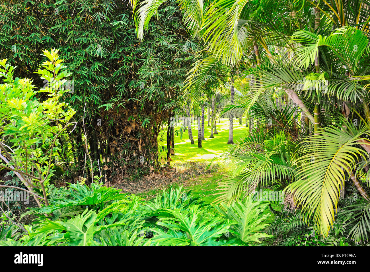 Picture of a tropical forest background Stock Photo