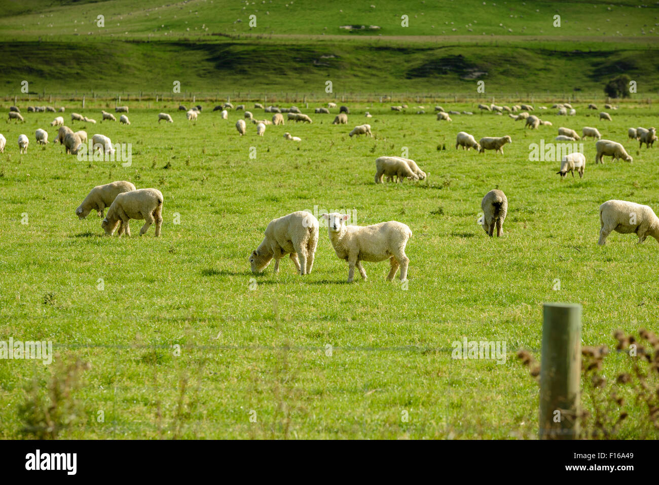 Sheep in field on New Zealand South Island Stock Photo Alamy