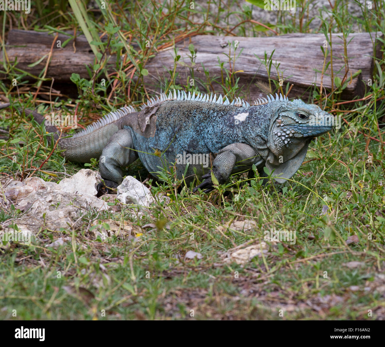 Blue iguana in the Grand Cayman Islands (Cyclura lewisi Stock Photo - Alamy