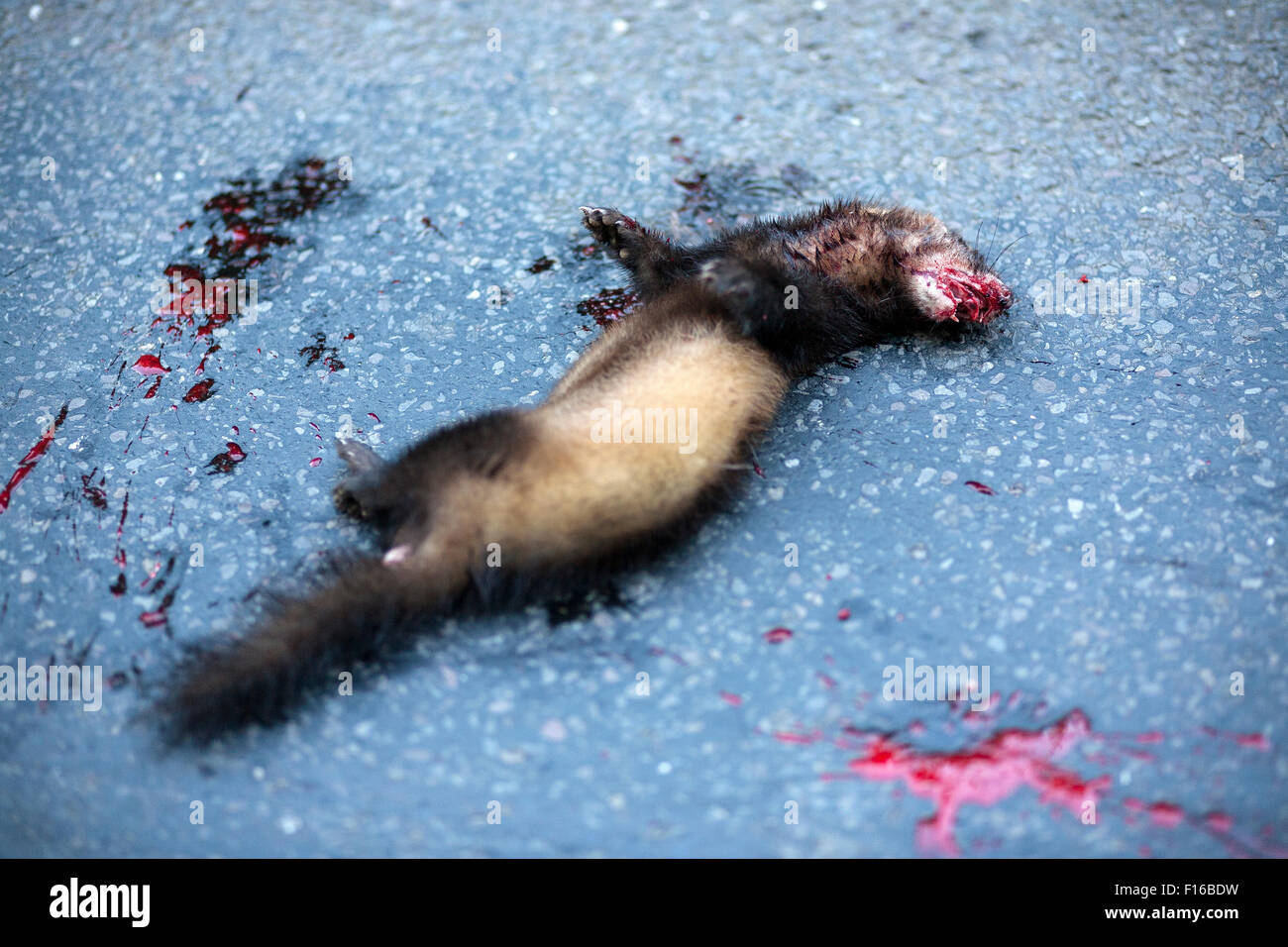 ferret roadkill.stote, weasel,The stoat (Mustela erminea), also known as the short-tailed weasel, is a species of Mustelidae nat Stock Photo