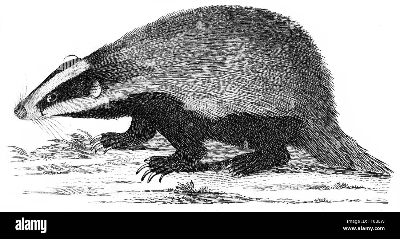 Engraved illustration titled 'Common BADGER' taken from 'British Zoology' by Thomas Pennant (1726-1798), 'new' 5th edition, publ Stock Photo