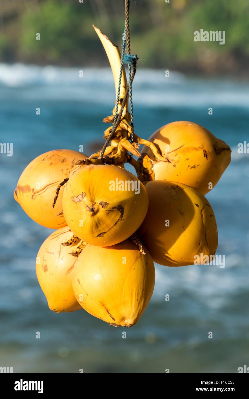 Bunch of Coconuts, Mirissa Beach, Sri Lanka Stock Photo