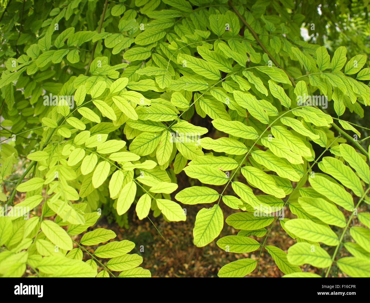Bright, green, small, oval leaves of acacia closeup completely fill the