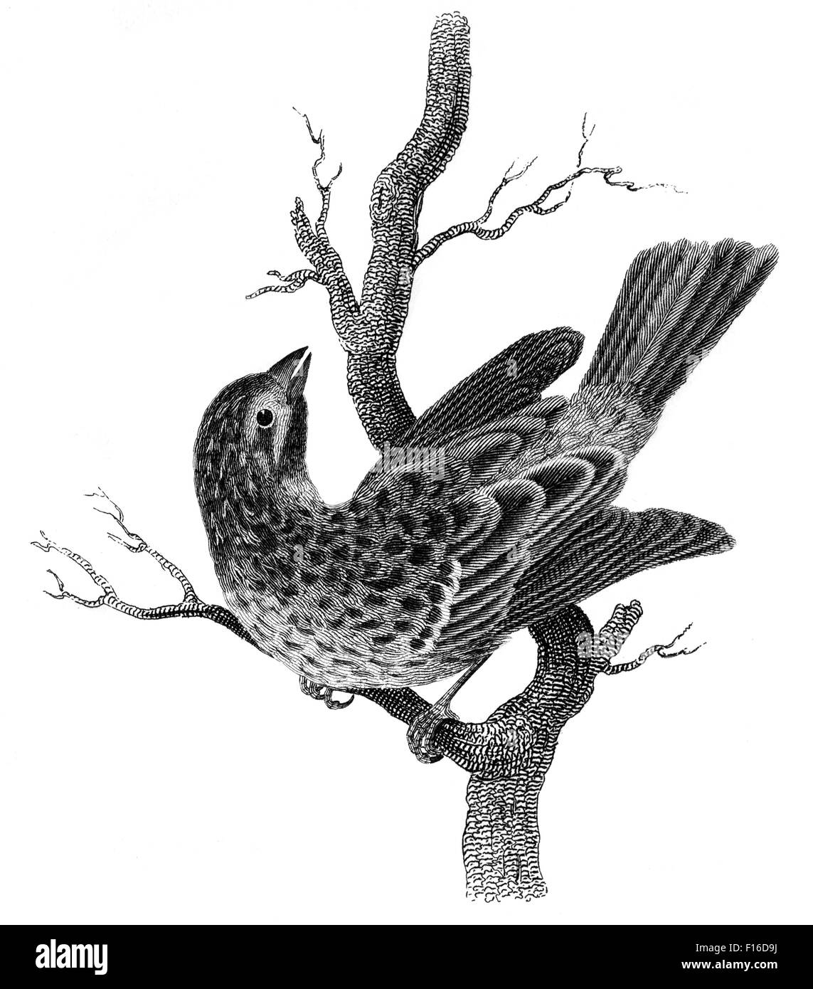 Engraved illustration titled 'Cirl B. (Female)' taken from 'British Zoology' by Thomas Pennant (1726-1798), 'new' 5th edition, p Stock Photo