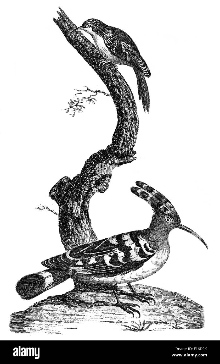 Engraved illustration titled 'Common HOOPOE  Familiar CREEPER' taken from 'British Zoology' by Thomas Pennant (1726-1798), 'new' Stock Photo