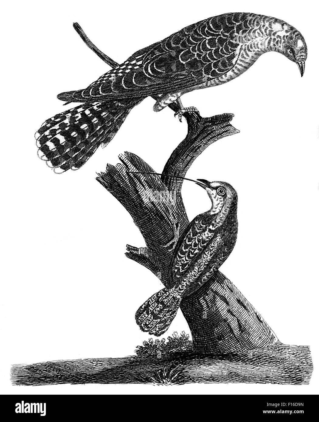 Engraved illustration titled 'Common CUCKOO Common WRYNECK' taken from 'British Zoology' by Thomas Pennant (1726-1798), 'new' 5t Stock Photo