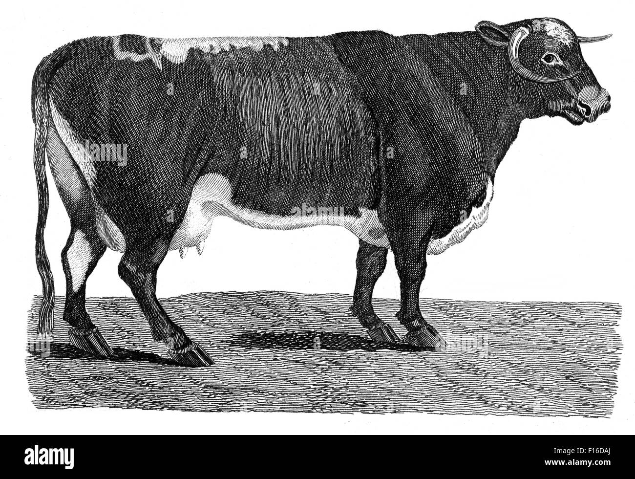 Engraved illustration titled 'Lancashire Cow' taken from 'British Zoology' by Thomas Pennant (1726-1798), 'new' 5th edition, pub Stock Photo