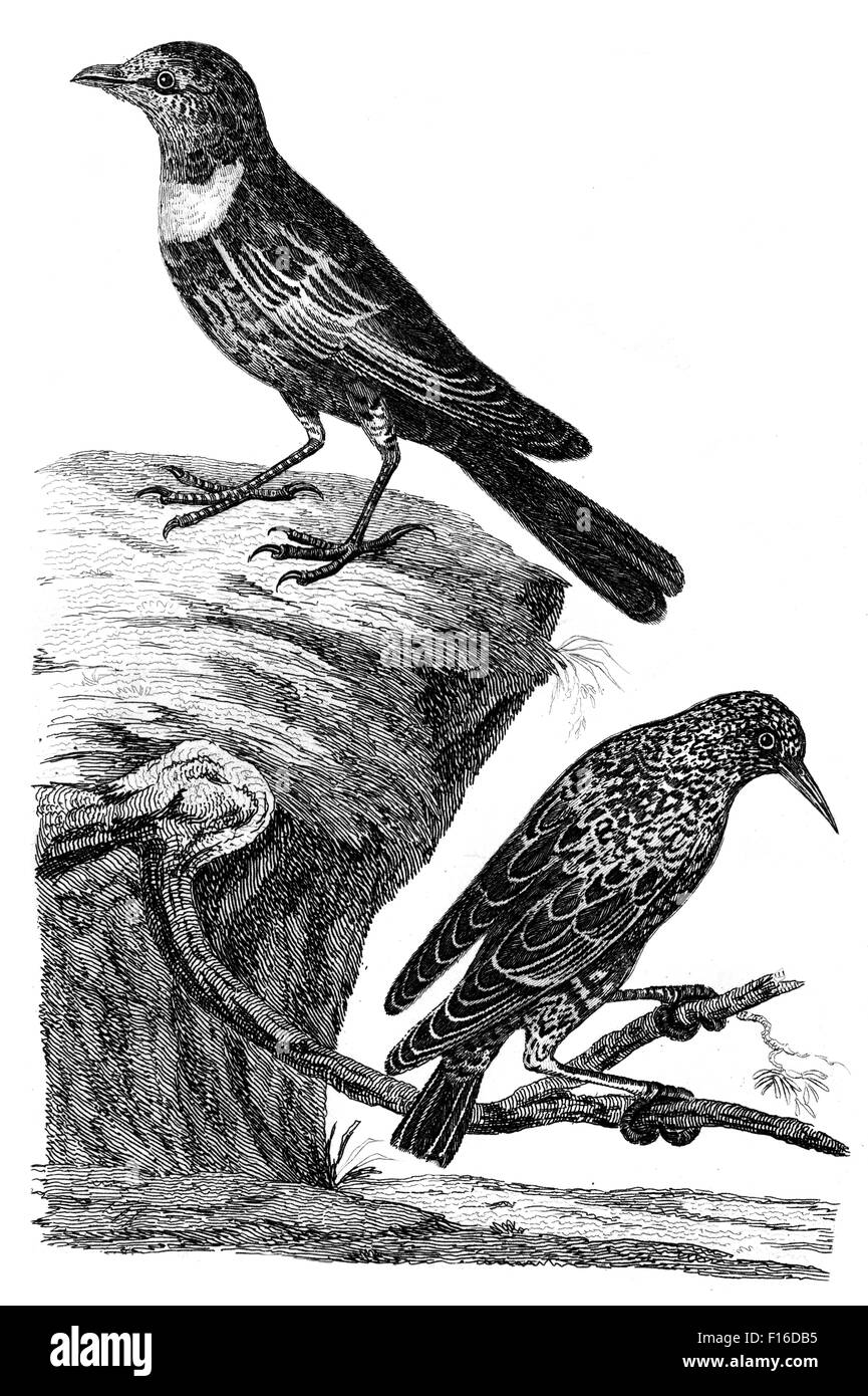 Engraved illustration titled 'Common STARE Ring Ouzel THRUSH' taken from 'British Zoology' by Thomas Pennant (1726-1798), 'new' Stock Photo