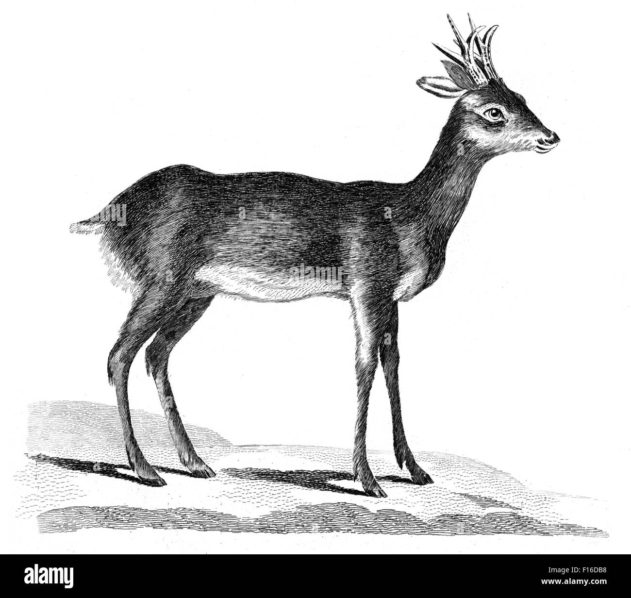 Engraved illustration titled 'Roebuck' taken from 'British Zoology' by Thomas Pennant (1726-1798), 'new' 5th edition, published Stock Photo