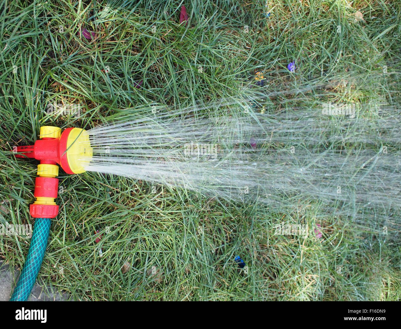 Hose with a spray watering the lawn closeup. Hose streams of water