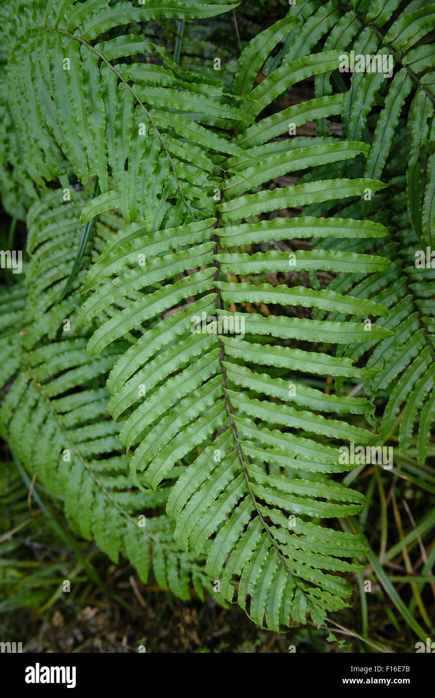 Detail of New Zealand fern leaf Stock Photo Alamy