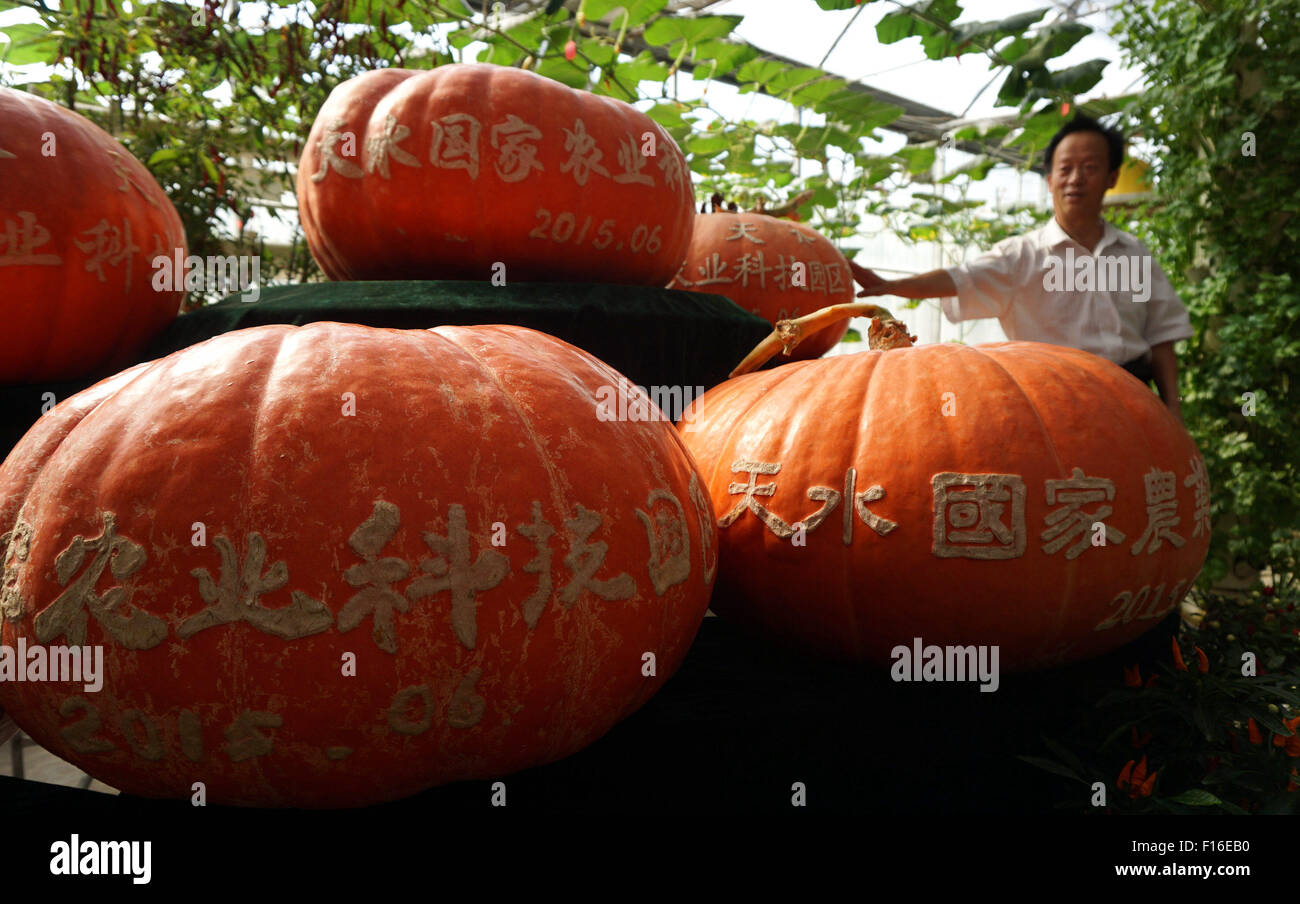 (150828) -- TIANSHUI, Aug. 28, 2015 (Xinhua) -- Photo taken on Aug. 27, 2015 shows ripe pumpkins growing from space breeding seeds at a space breeding base in Tianshui, northwest China's Gansu Province. The average weight of such a pumpkin is more than 100 kilograms, and the maximum weight can reach 175 kilograms. Space breeding is a technology using the space to have seeds mutated in order to have better yields. (Xinhua/Wang Heng) (dhf) Stock Photo