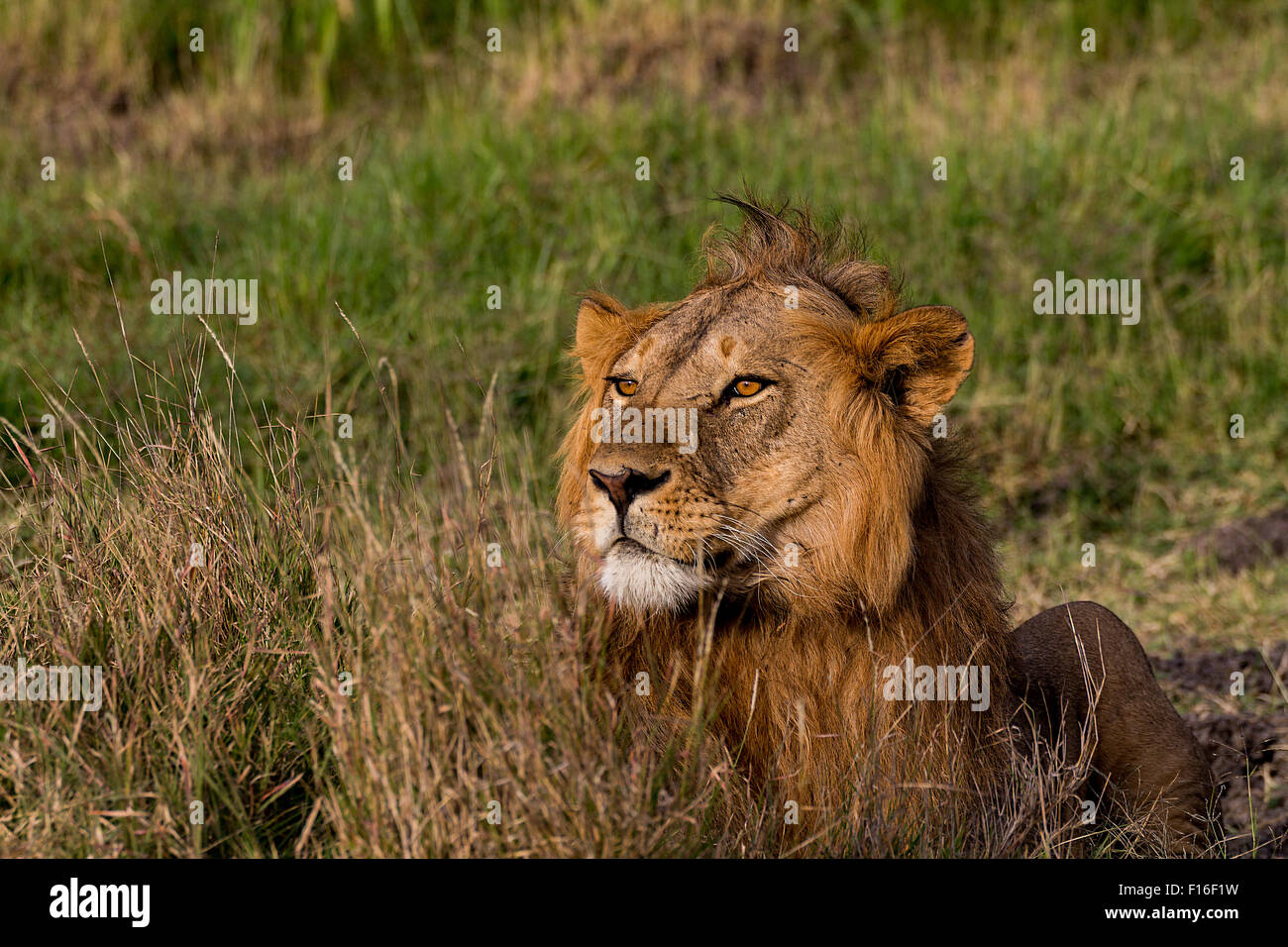 Lion Panthera Leo Masai Mara Reserve Kenya Stock Photo - Alamy