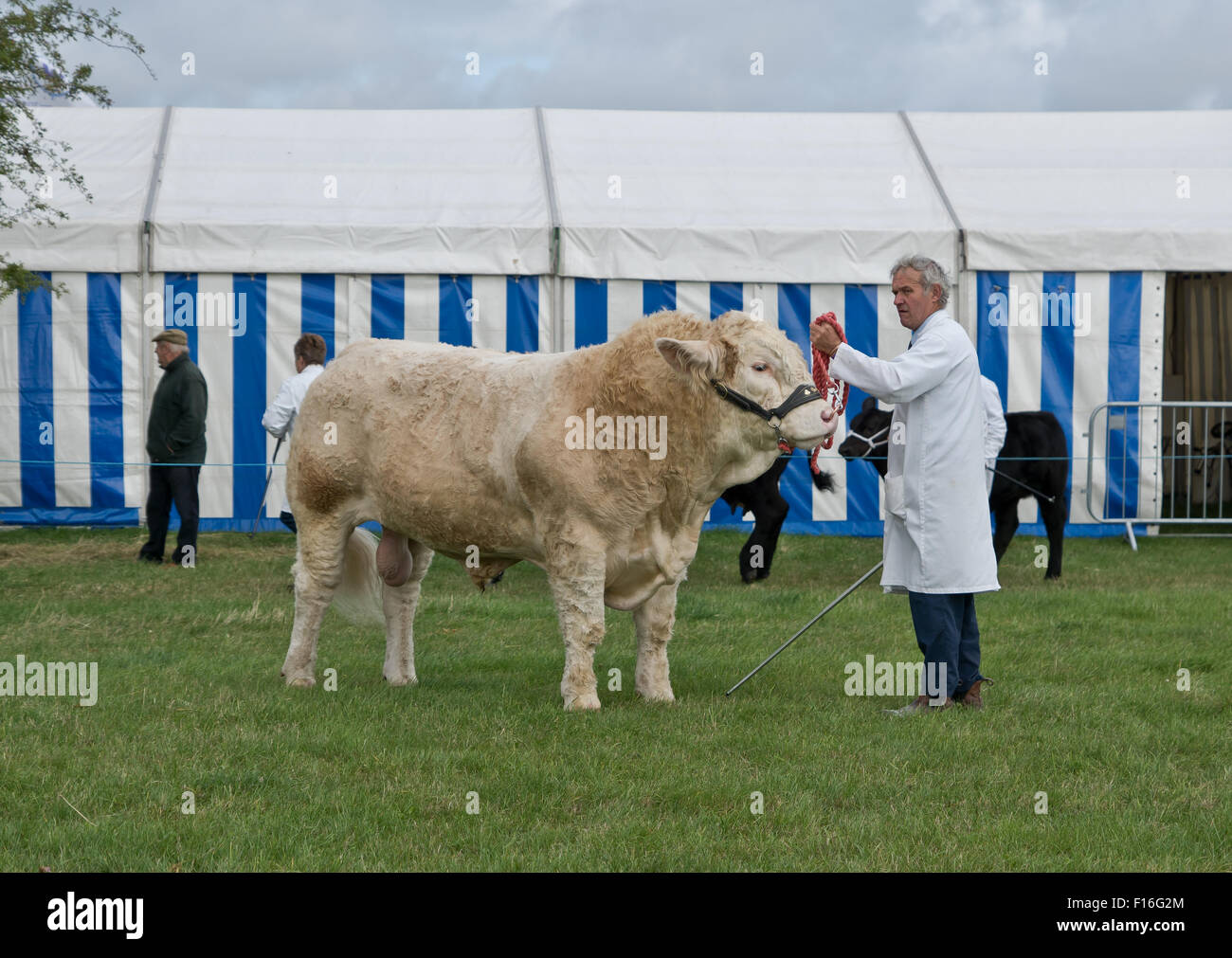Prize Bull Uk Stock Photos & Prize Bull Uk Stock Images Alamy