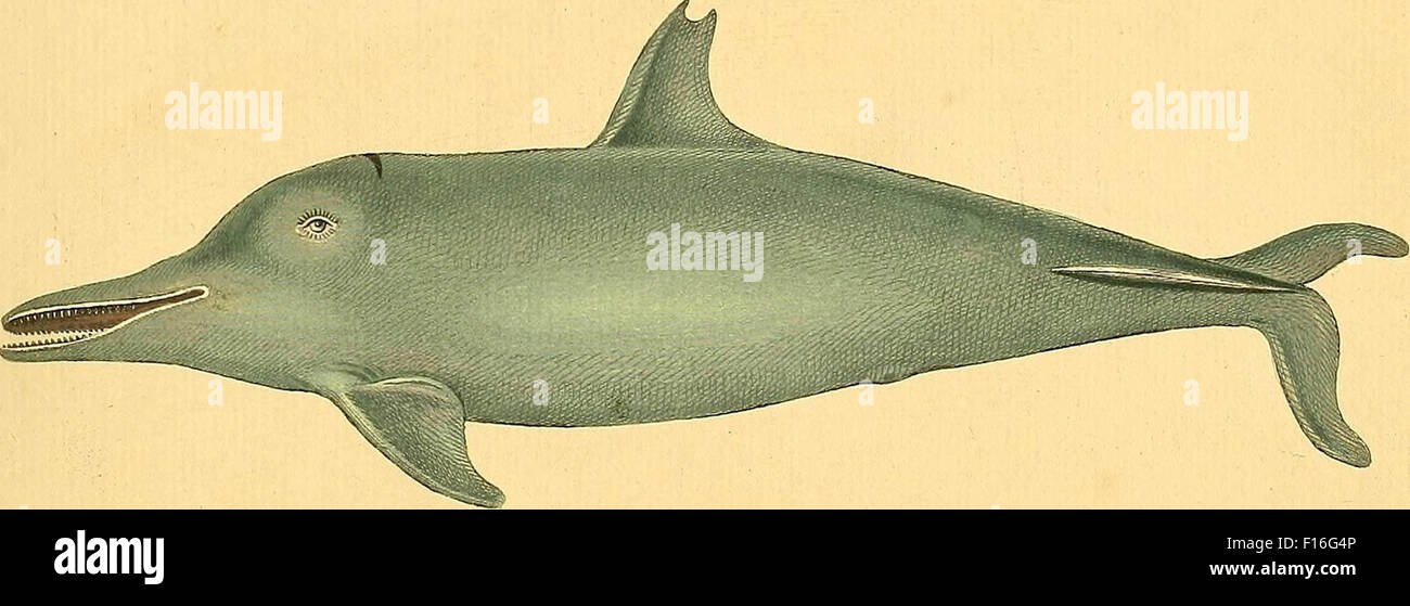 Black And White Dolphin Drawing High Resolution Stock Photography and