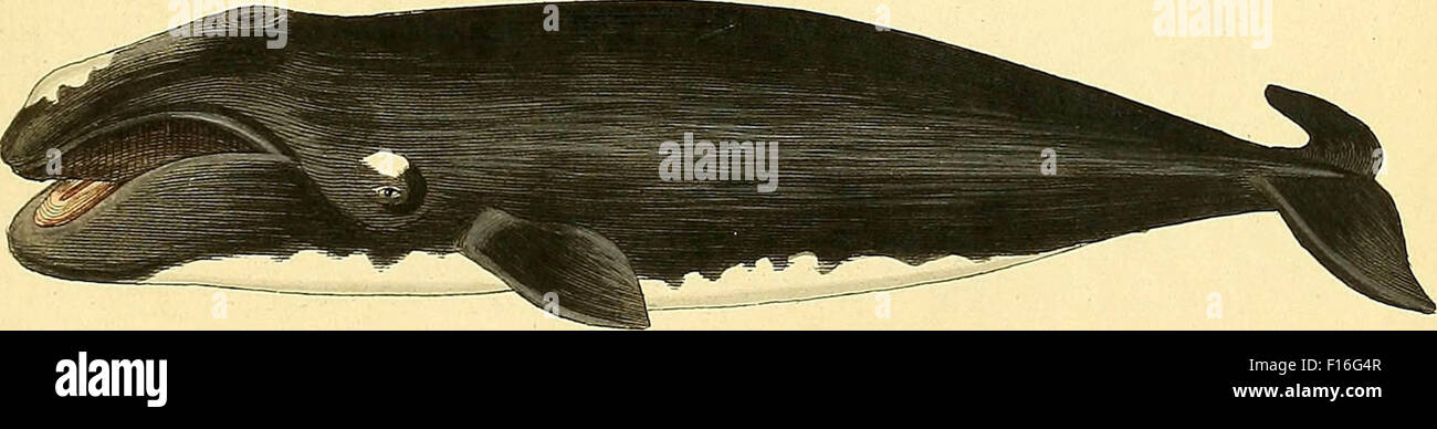 Whale educational illustration hi-res stock photography and images - Alamy