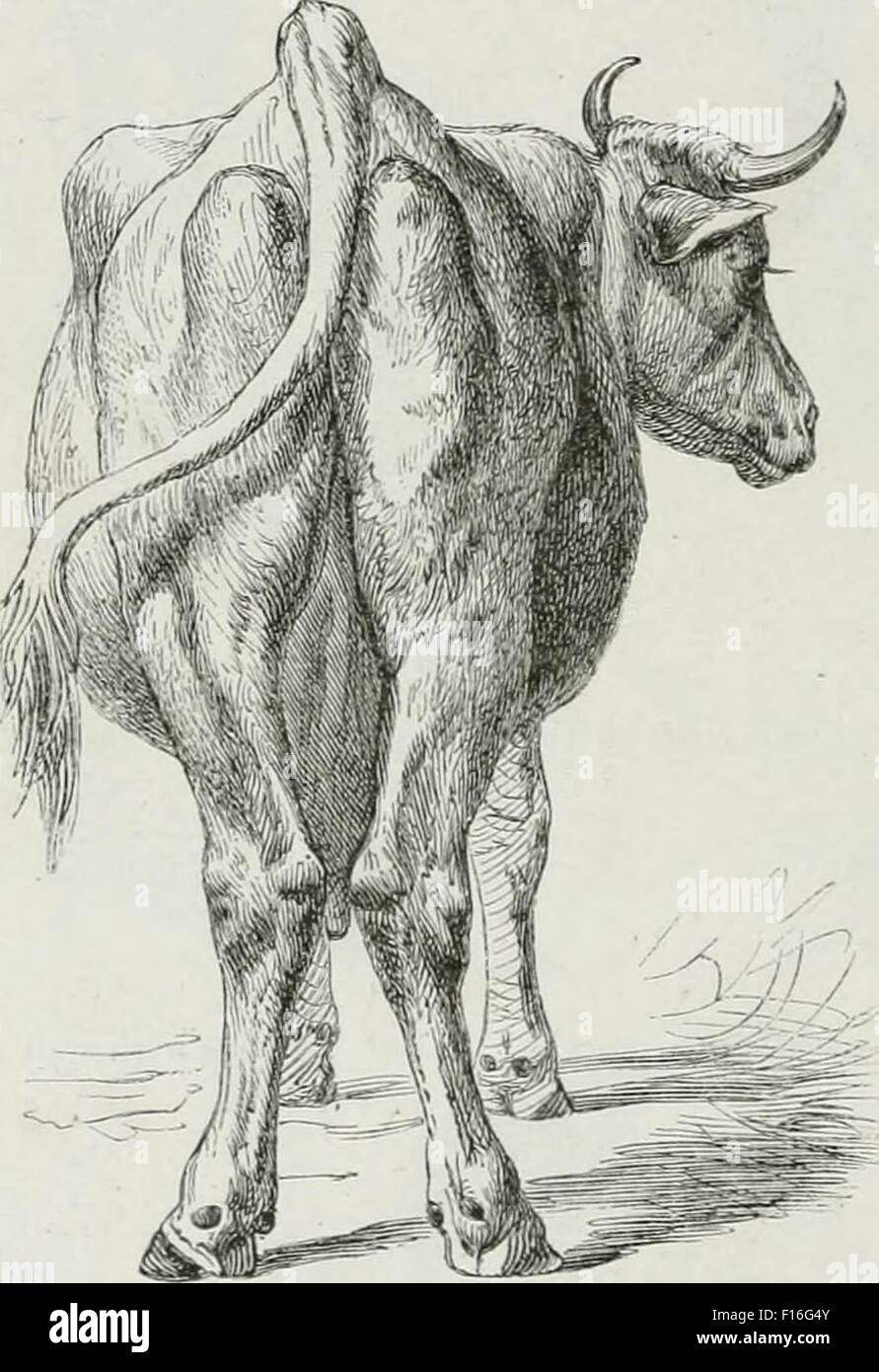 Download Cow Illustration Vintage Stock Photos & Cow Illustration ...