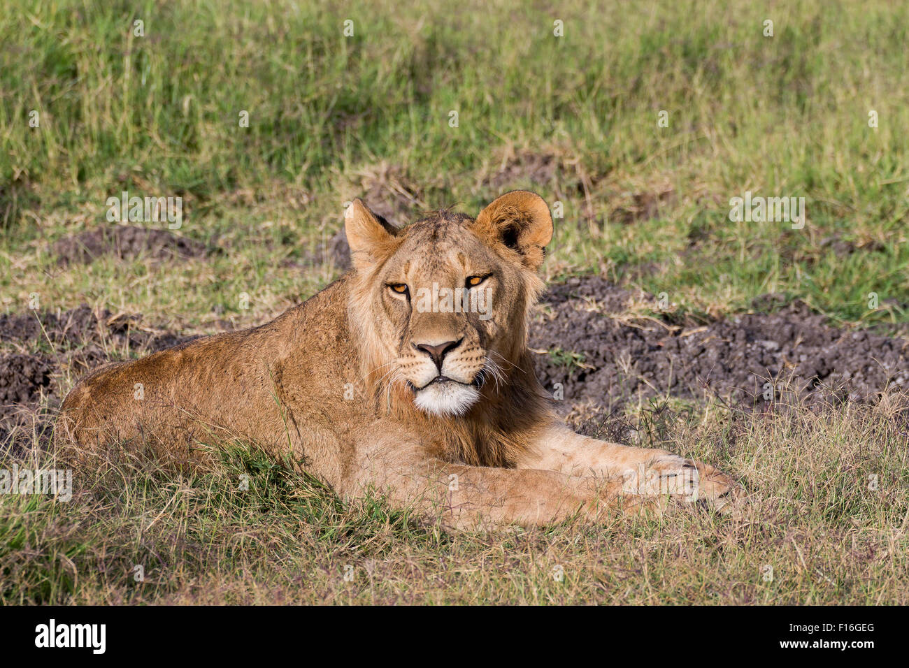 Lioness Panthera Leo Masai Mara Reserve Kenya during Golden light Stock ...