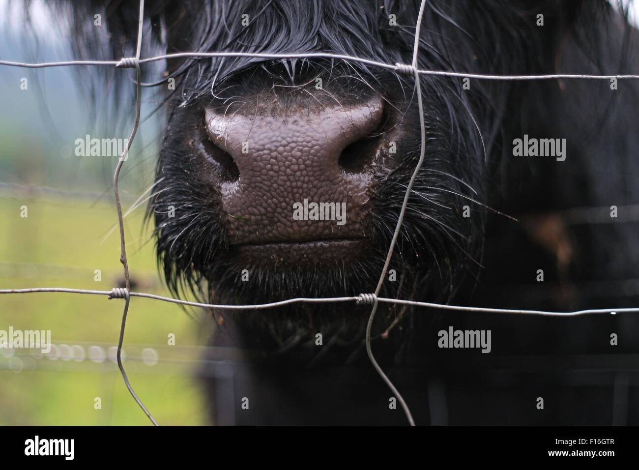 Vaca Peluda en Las Highlands, Escocia. Stock Photo