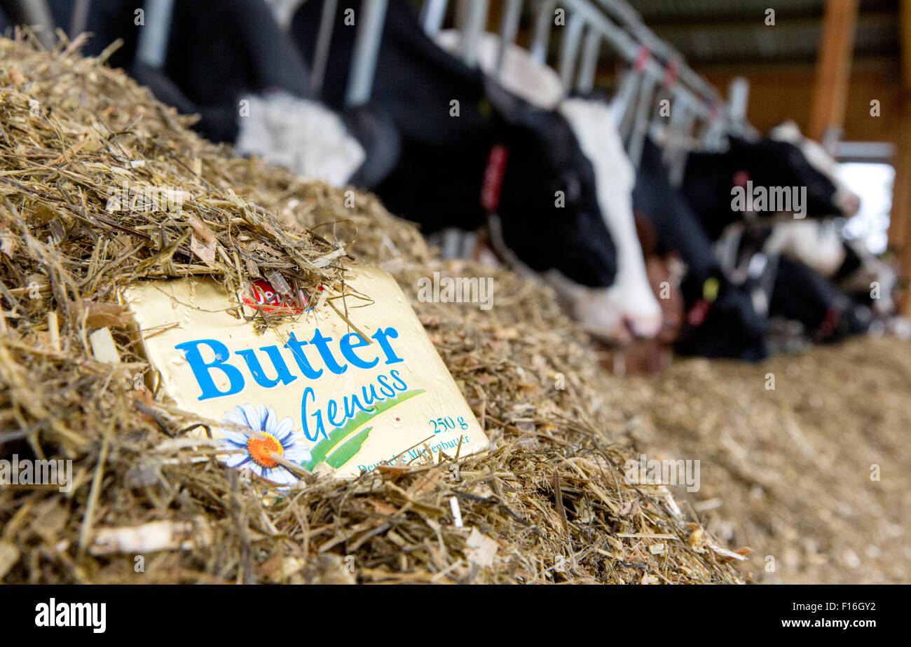 Unna, Germany, butter in a cowshed Stock Photo Alamy