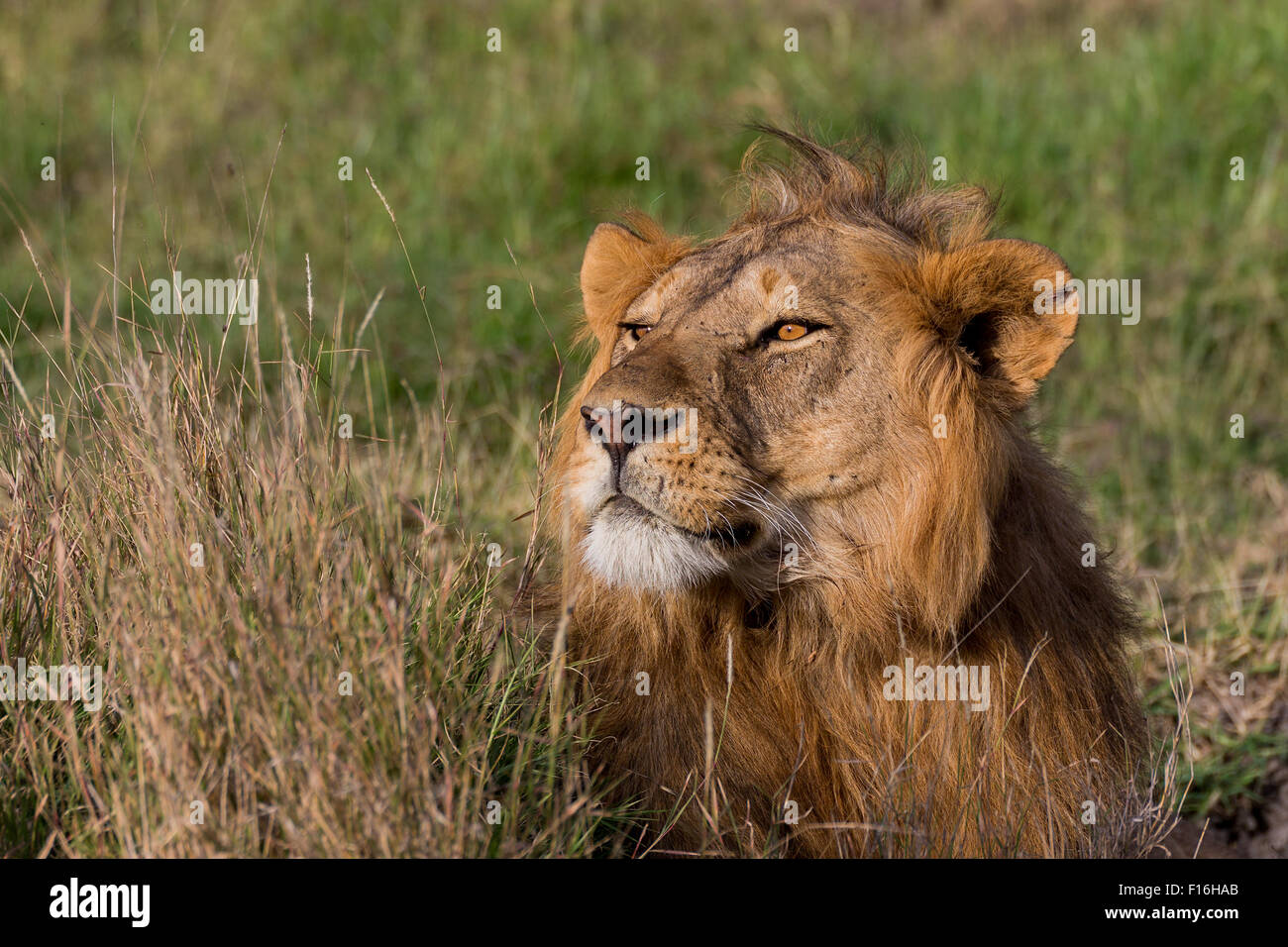 Lion Panthera Leo Masai Mara Reserve Kenya Stock Photo - Alamy