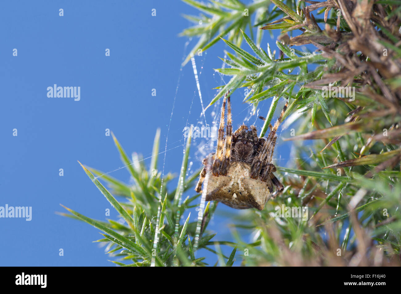 Angular Orb Weaving Spider; Araneus angulatus; Cornwall; UK Stock Photo