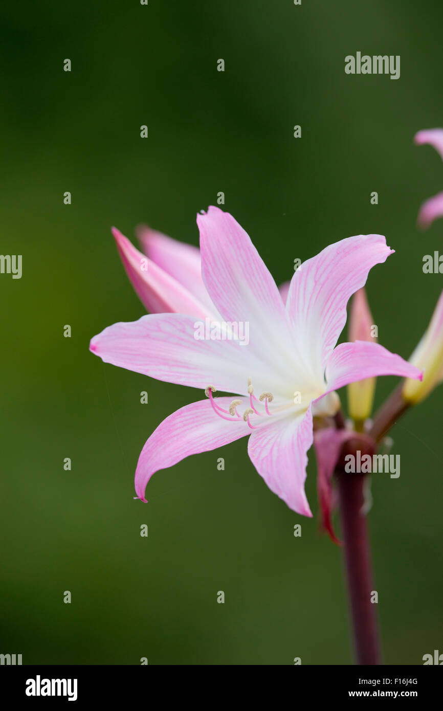 Belladonna Lily Cornwall; UK Stock Photo