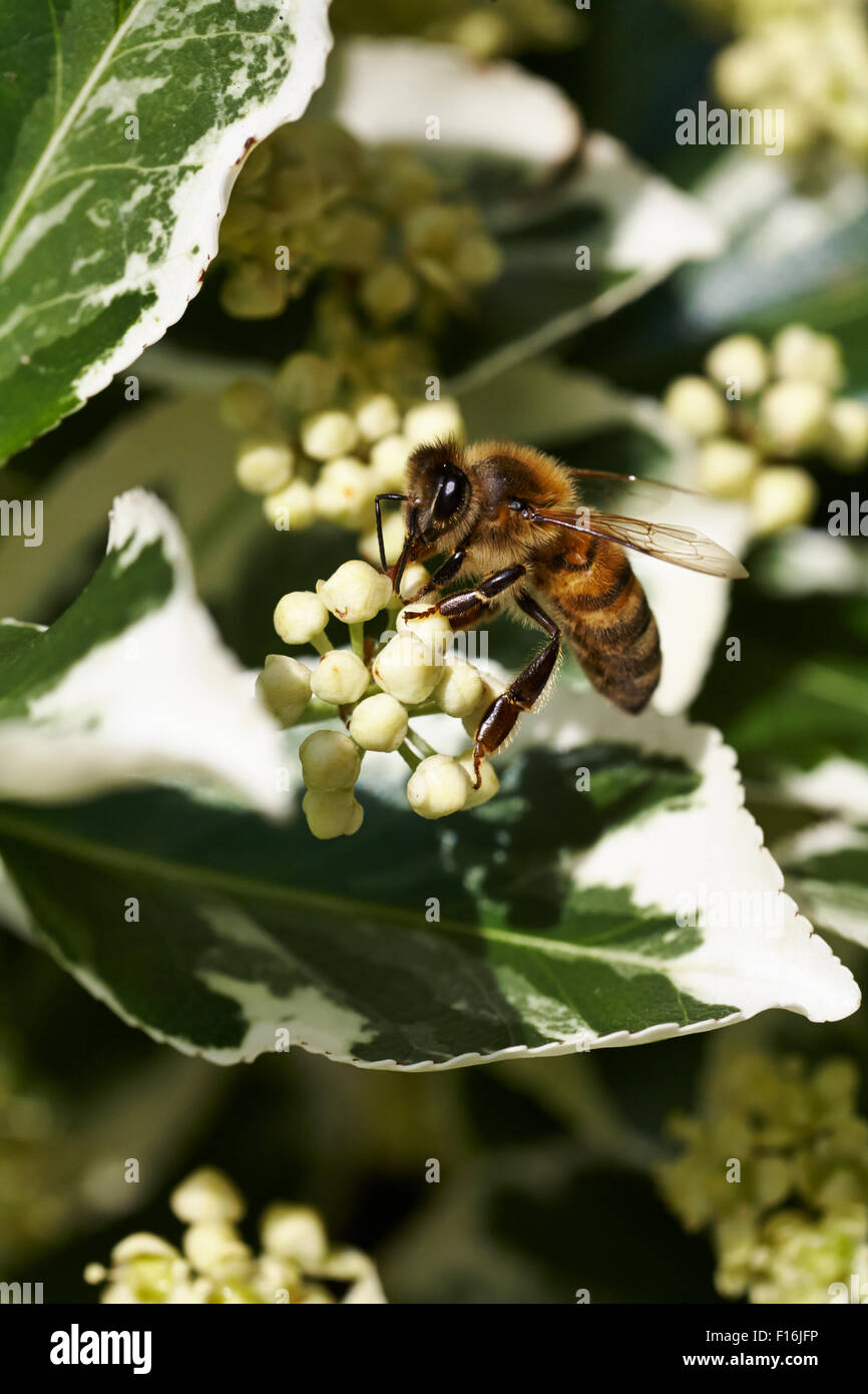 Worker honey bee apis hi-res stock photography and images - Alamy
