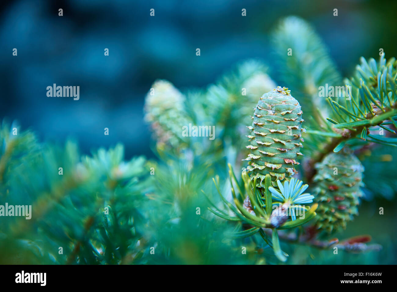Young shoots of pine trees hi-res stock photography and images - Alamy