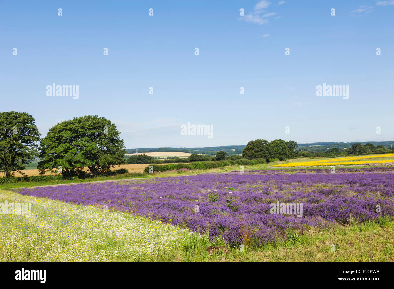 England, Hampshire, Lavender Fields Stock Photo Alamy