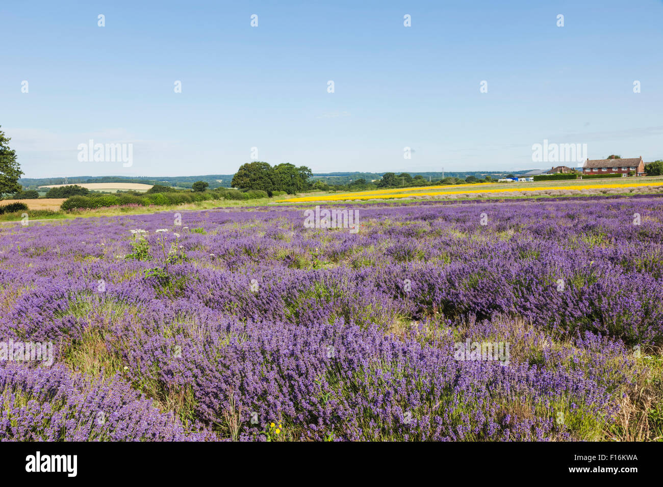 England, Hampshire, Lavender Fields Stock Photo