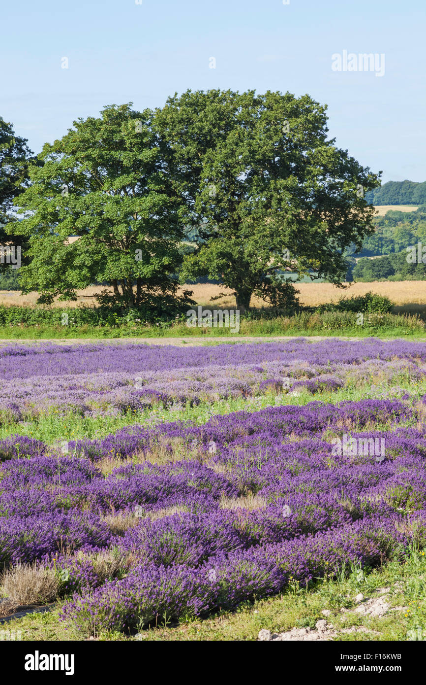 England, Hampshire, Lavender Fields Stock Photo Alamy