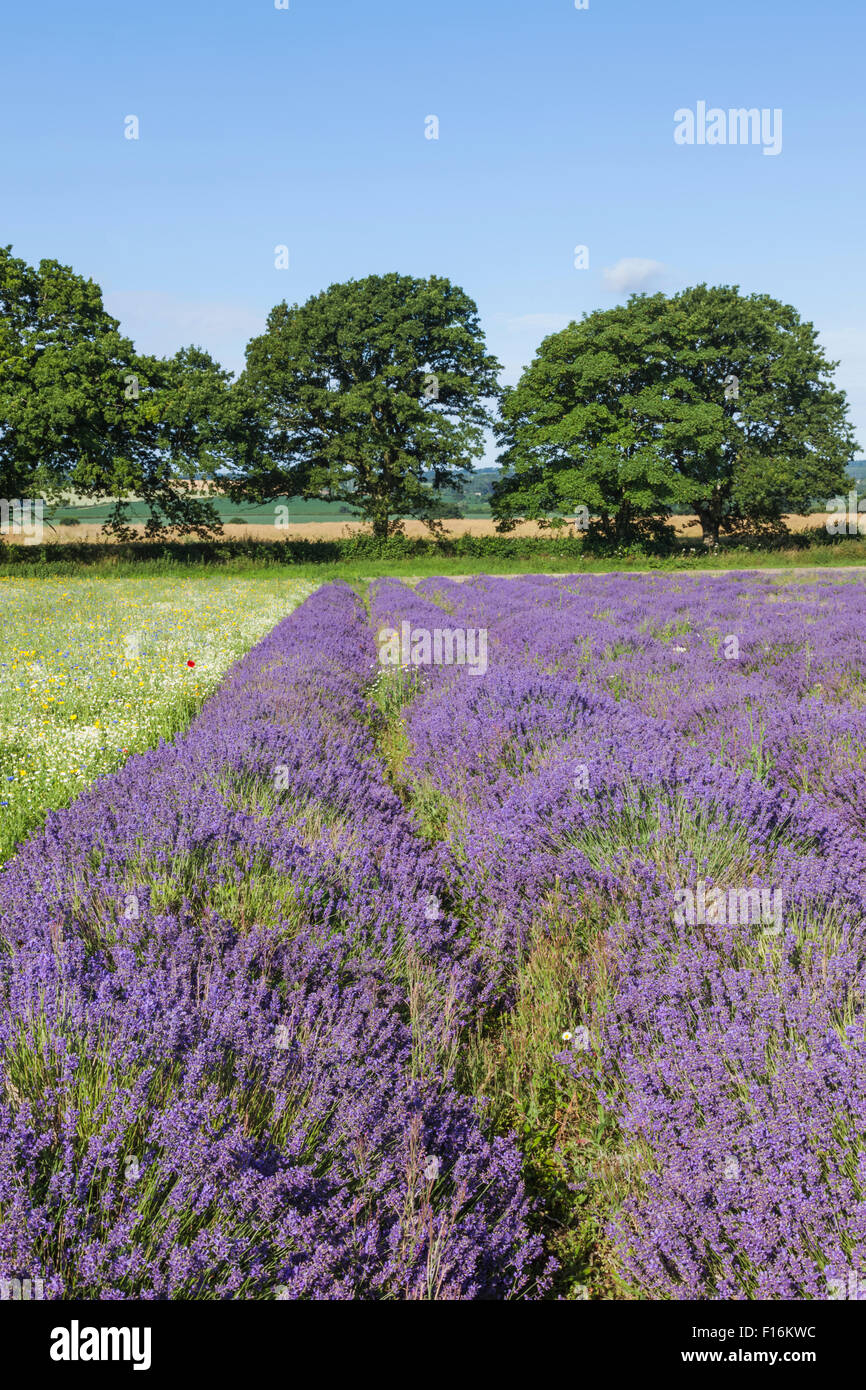 England, Hampshire, Lavender Fields Stock Photo Alamy